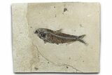 Detailed Fossil Fish (Knightia) - Wyoming #356816-1
